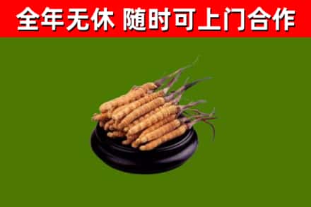 崇阳回收散虫草